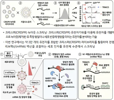 전령 리보핵산(mRNA) 백신 작동원리 세계 최초 규명
